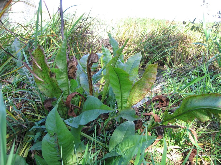 Rumex hydrolapathum
